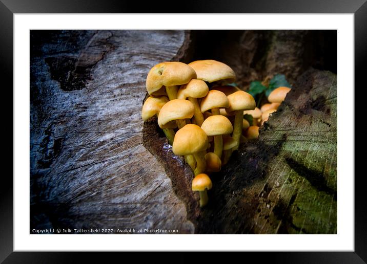 fungi's natural home Framed Mounted Print by Julie Tattersfield