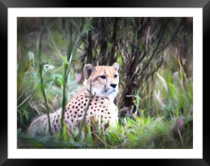 Resting Cheetah Framed Mounted Print by Sharon Lisa Clarke