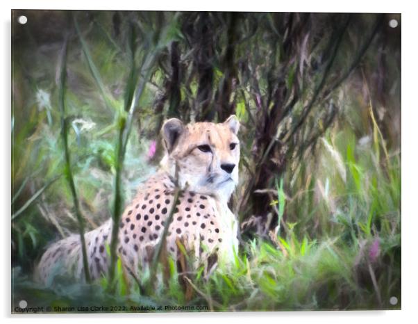 Resting Cheetah Acrylic by Sharon Lisa Clarke