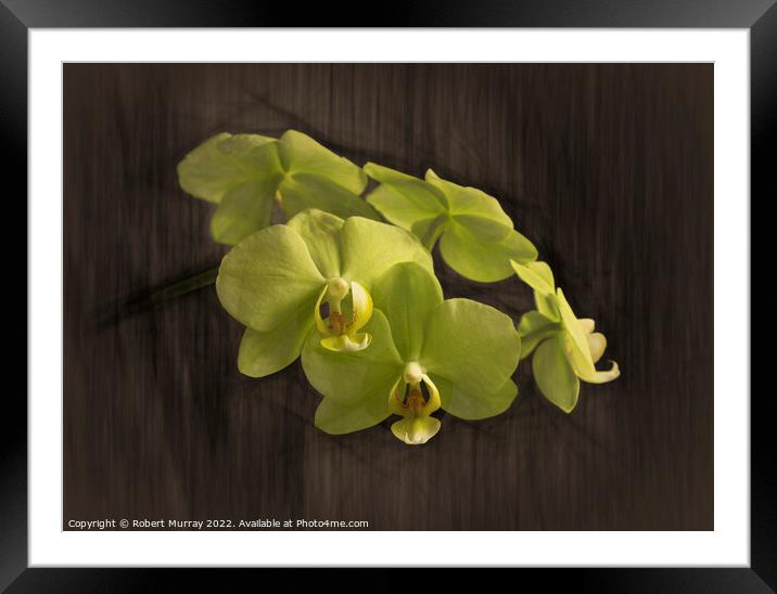 Yellow moth orchid Framed Mounted Print by Robert Murray