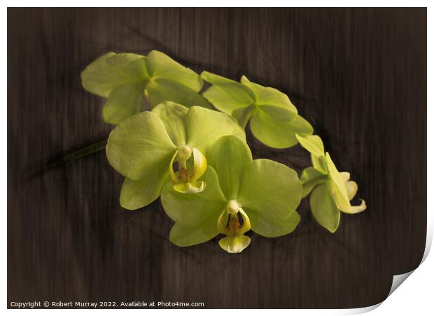 Yellow moth orchid Print by Robert Murray