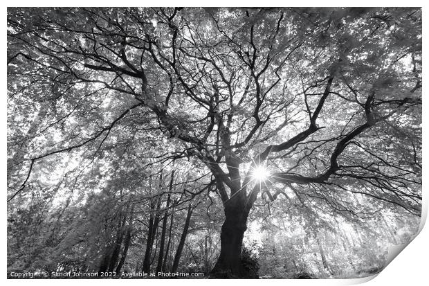 beech tree profile Print by Simon Johnson