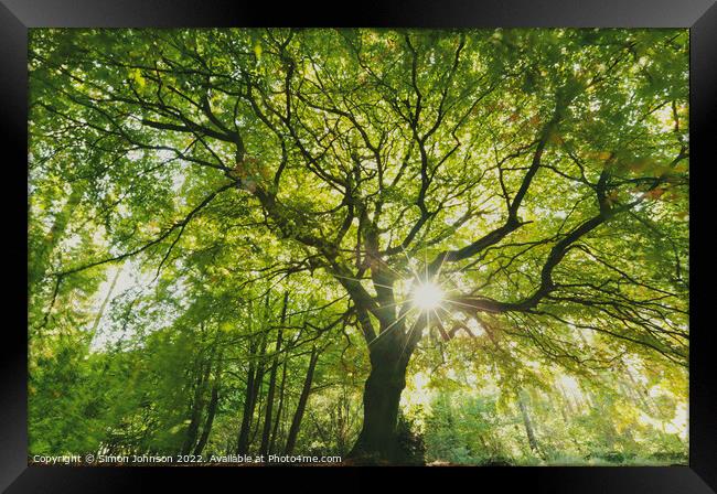 beech Tree profile Framed Print by Simon Johnson