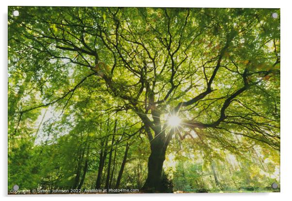 beech Tree profile Acrylic by Simon Johnson