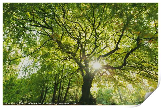 beech Tree profile Print by Simon Johnson