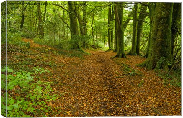 Local Woods Outside Cardiff  Canvas Print by Nick Jenkins