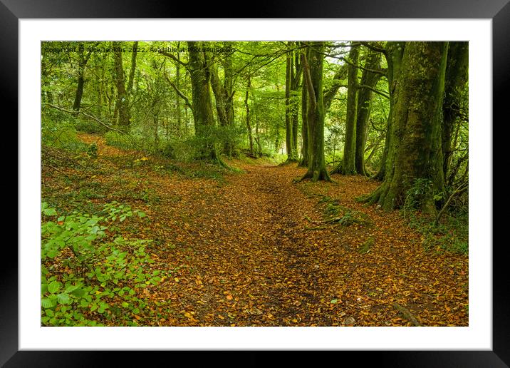 Local Woods Outside Cardiff  Framed Mounted Print by Nick Jenkins