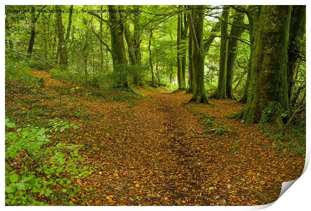 Local Woods Outside Cardiff  Print by Nick Jenkins