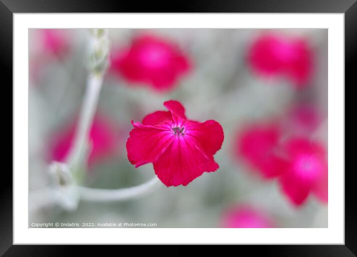 Bright Vibrant Cerise Pink Flowers Framed Mounted Print by Imladris 