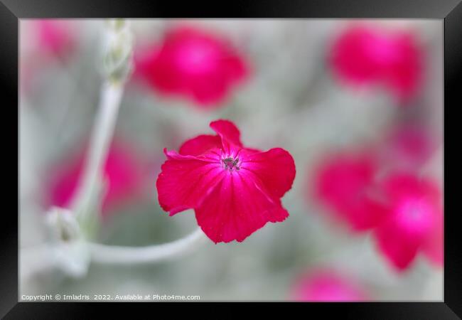 Bright Vibrant Cerise Pink Flowers Framed Print by Imladris 