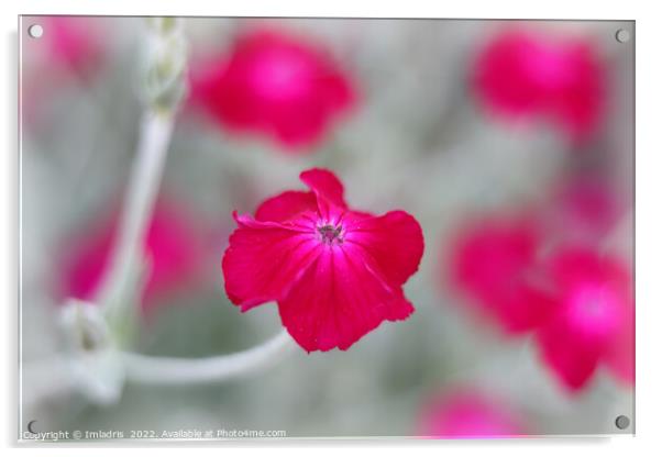 Bright Vibrant Cerise Pink Flowers Acrylic by Imladris 