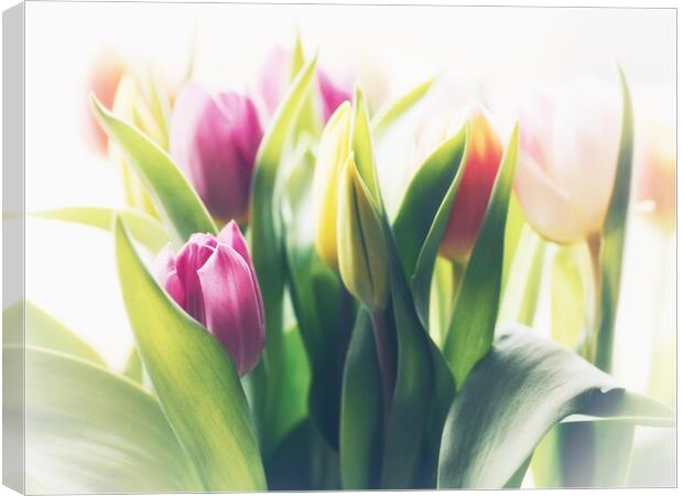 Tulips Plant flower Canvas Print by Victor Burnside