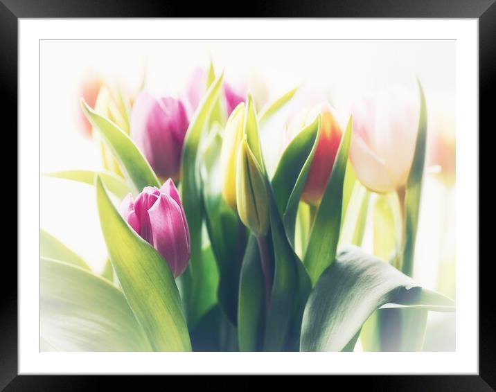 Tulips Plant flower Framed Mounted Print by Victor Burnside