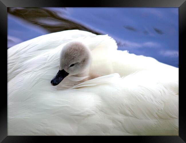 Cygnet Framed Print by Victor Burnside