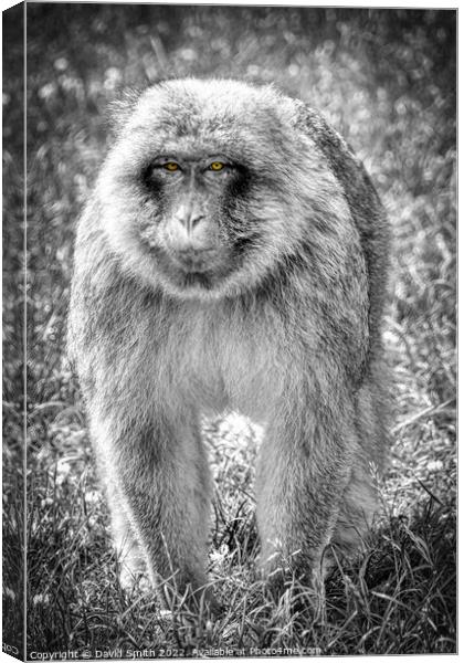 A monkey that is standing in the grass Canvas Print by David Smith
