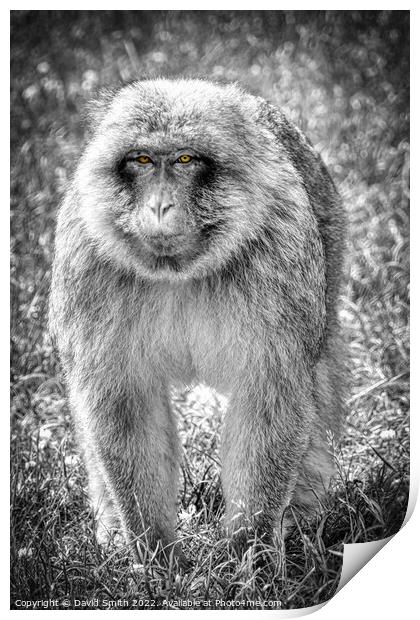 A monkey that is standing in the grass Print by David Smith
