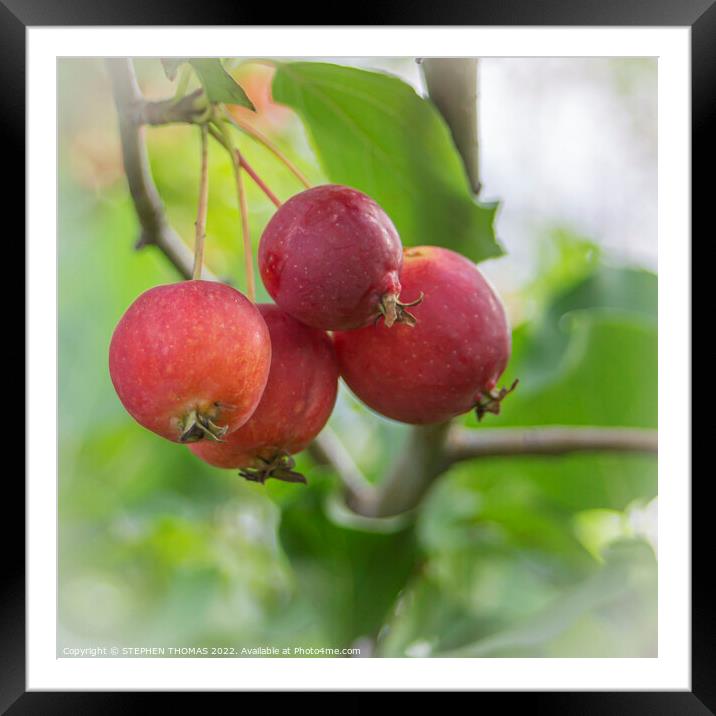 Ornamental Crabapples - Close Framed Mounted Print by STEPHEN THOMAS