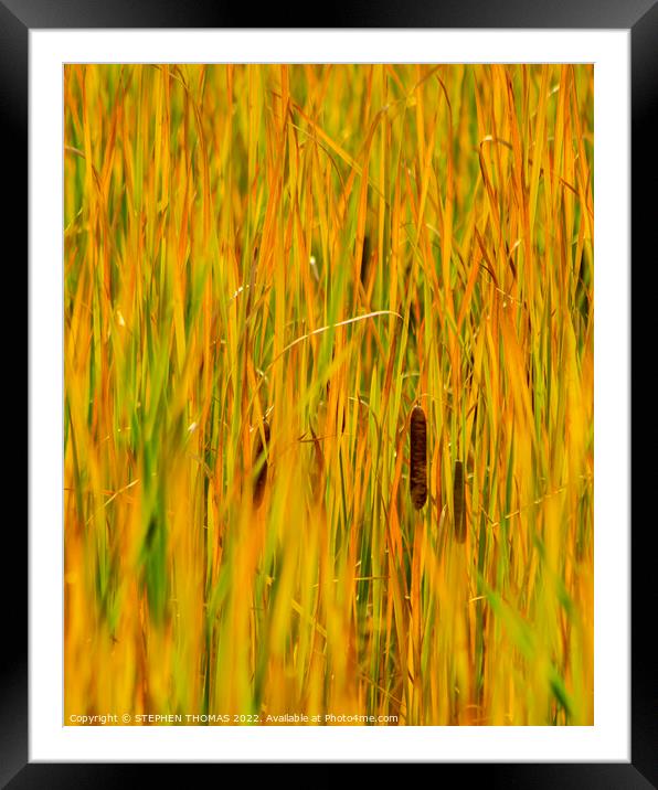Bulrush Autumn abstract Framed Mounted Print by STEPHEN THOMAS