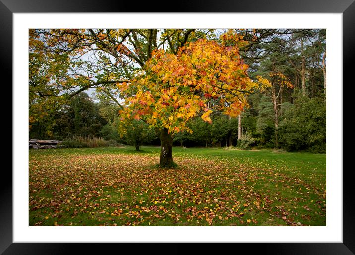 The golden colours of Autumn Framed Mounted Print by Leighton Collins