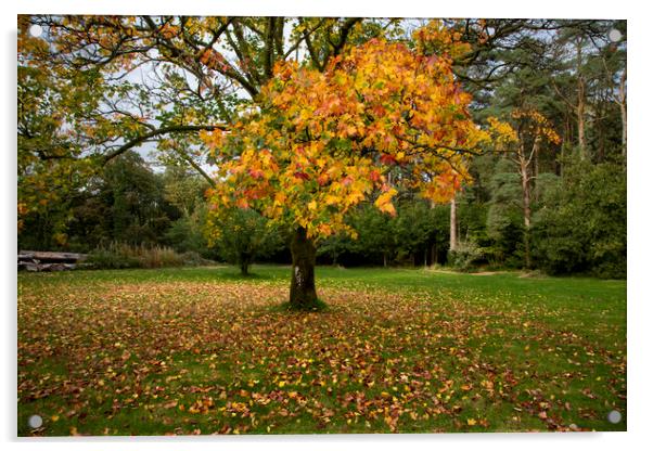 The golden colours of Autumn Acrylic by Leighton Collins