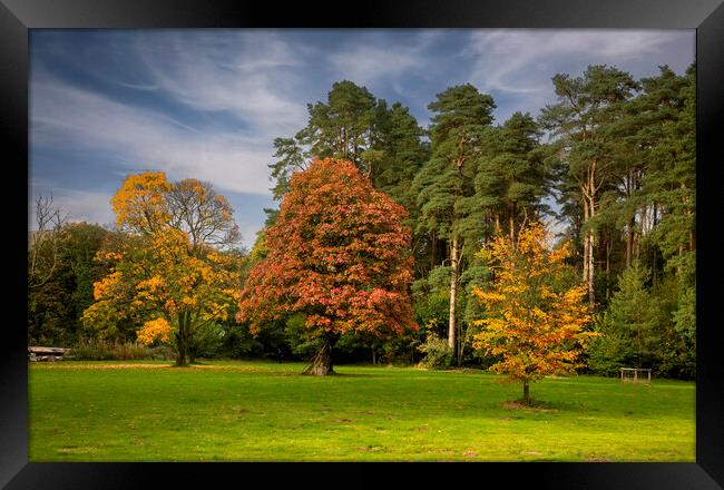 Autumn colours Framed Print by Leighton Collins