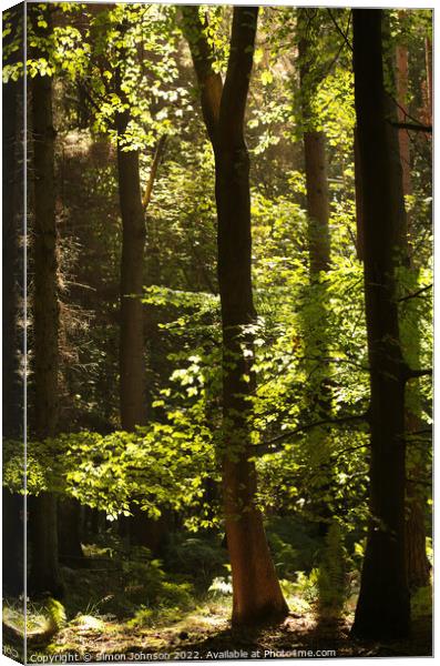 sunlit woodland  Canvas Print by Simon Johnson