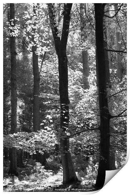 woodland in monochrome  Print by Simon Johnson