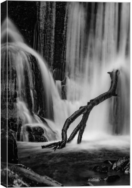 Branch perched on Alva glen waterfall Canvas Print by Jade Scott
