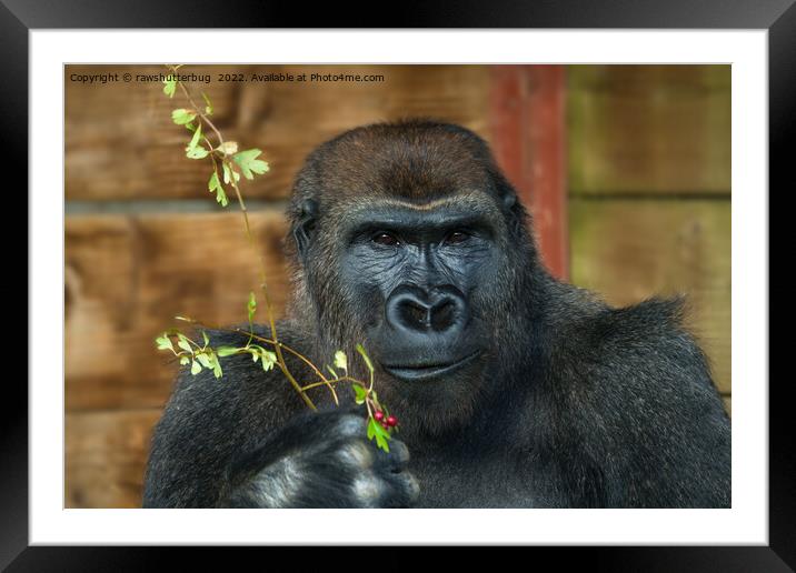Gorilla And His Berries Framed Mounted Print by rawshutterbug 
