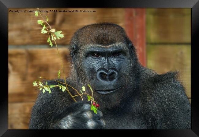 Gorilla And His Berries Framed Print by rawshutterbug 