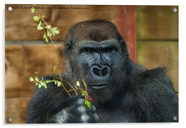 Gorilla And His Berries Acrylic by rawshutterbug 