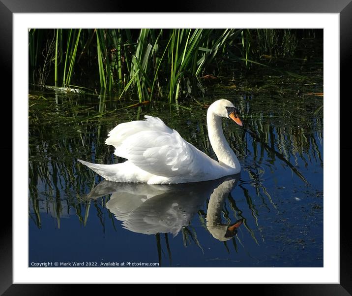 Two for One. Framed Mounted Print by Mark Ward