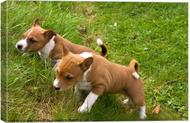 Puppies racing up a steep bank Canvas Print by Sally Wallis