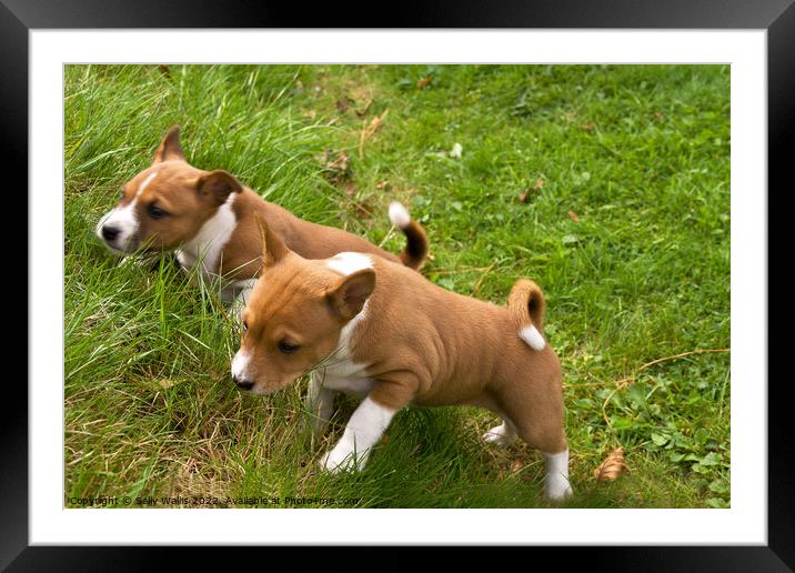 Puppies racing up a steep bank Framed Mounted Print by Sally Wallis