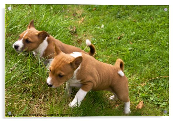 Puppies racing up a steep bank Acrylic by Sally Wallis