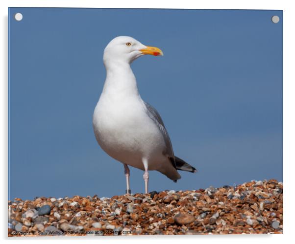 Seagull on Shingle Beach Acrylic by Sally Wallis