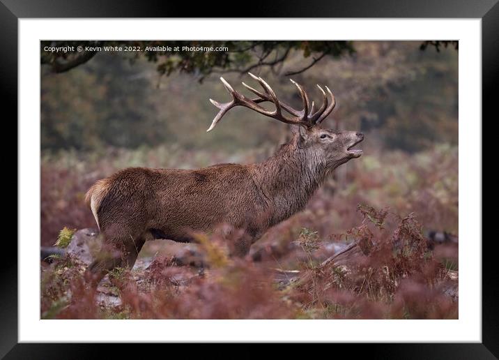 Rutting stag walking through long grass Framed Mounted Print by Kevin White
