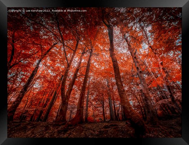"Enchanting Symphony of Autumn's Palette" Framed Print by Lee Kershaw
