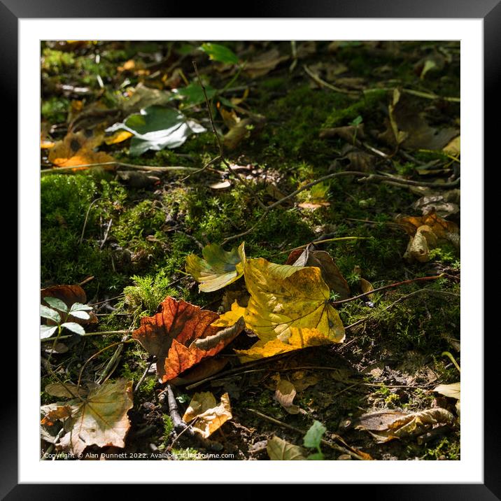 Autumn contrast Framed Mounted Print by Alan Dunnett