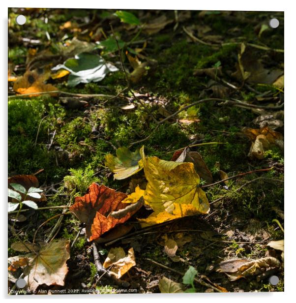 Autumn contrast Acrylic by Alan Dunnett