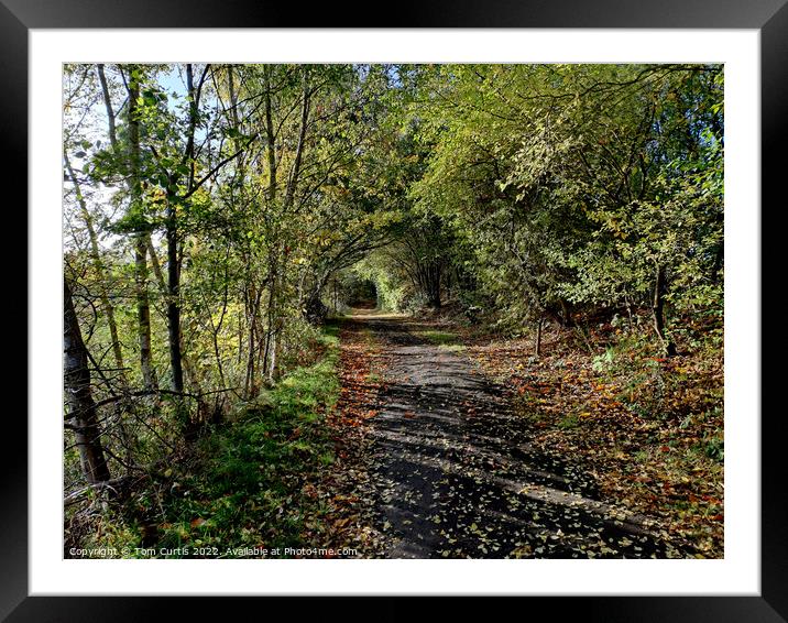 Path through the forest Framed Mounted Print by Tom Curtis