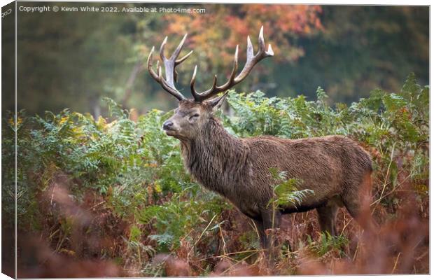 Adult male deer in autumn Canvas Print by Kevin White