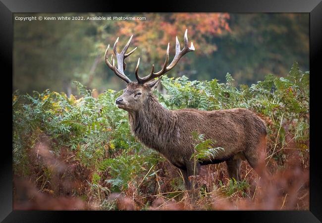 Adult male deer in autumn Framed Print by Kevin White