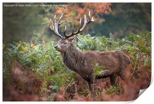 Adult male deer in autumn Print by Kevin White