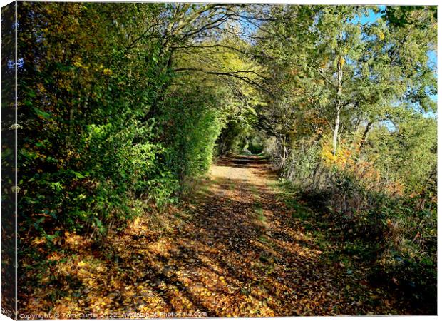 Archway of trees in Autumn Canvas Print by Tom Curtis