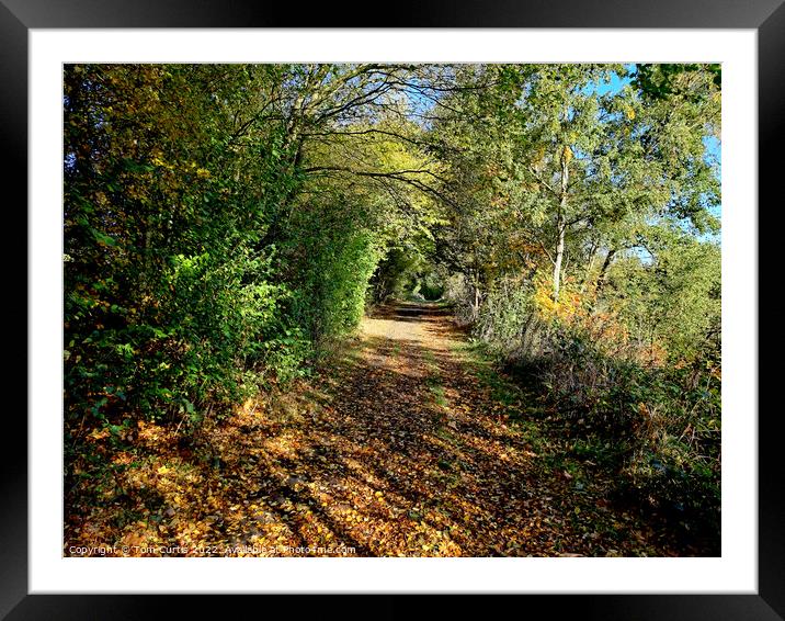 Archway of trees in Autumn Framed Mounted Print by Tom Curtis