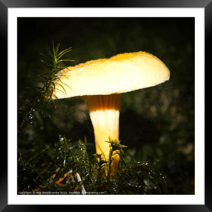 Fungi in the Peak District Framed Mounted Print by Ann Biddlecombe