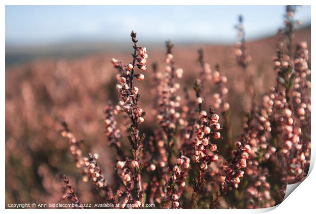 Heather on the peaks Print by Ann Biddlecombe