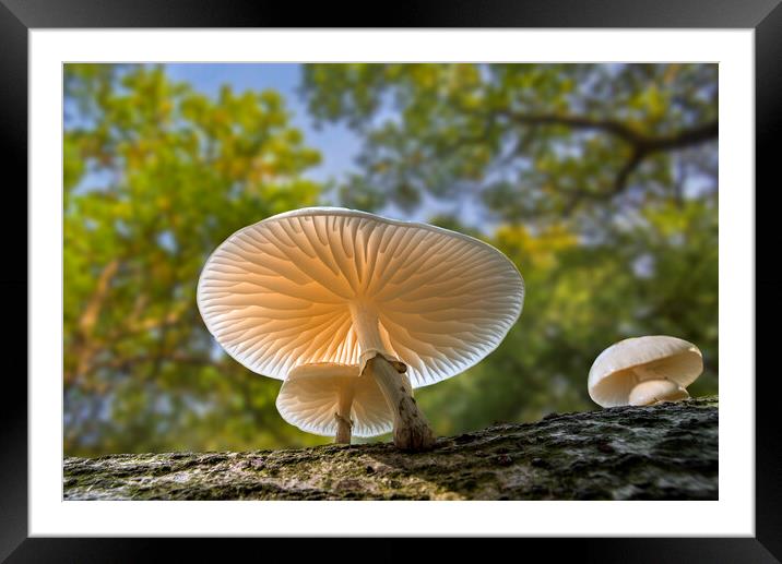 Porcelain Fungus Gills in Forest Framed Mounted Print by Arterra 