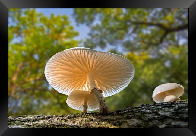 Porcelain Fungus Gills in Forest Framed Print by Arterra 